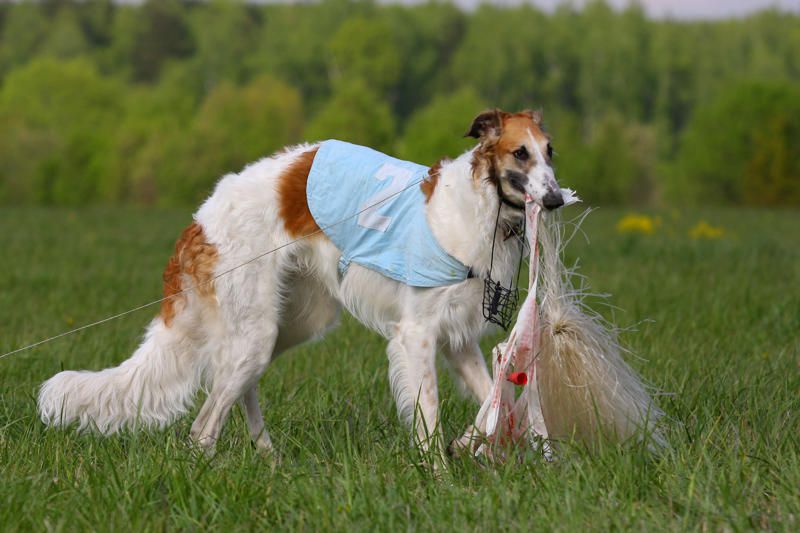 Borzoi The Breed Archive