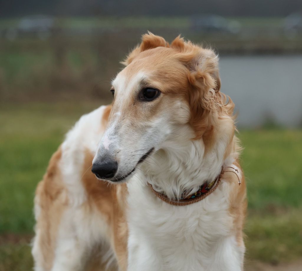 Borzoi - The Breed Archive