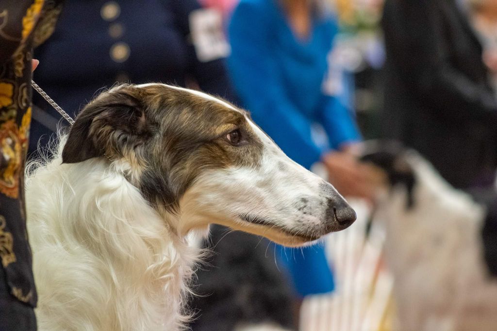 The Fall 2012 - Borzoi Club of America