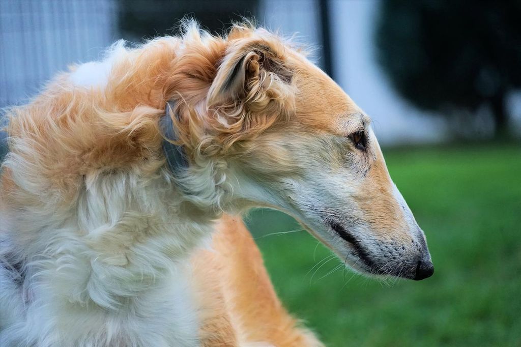 Borzoi - The Breed Archive