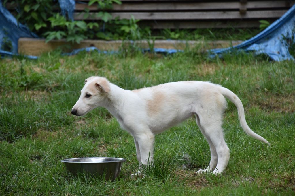 Borzoi - The Breed Archive
