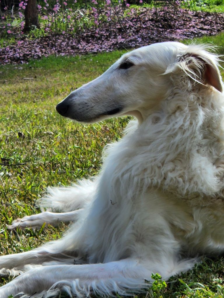 Borzoi - The Breed Archive