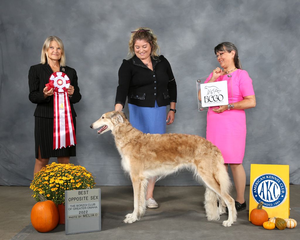 Borzoi - The Breed Archive