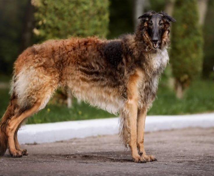 The Fall 2012 - Borzoi Club of America