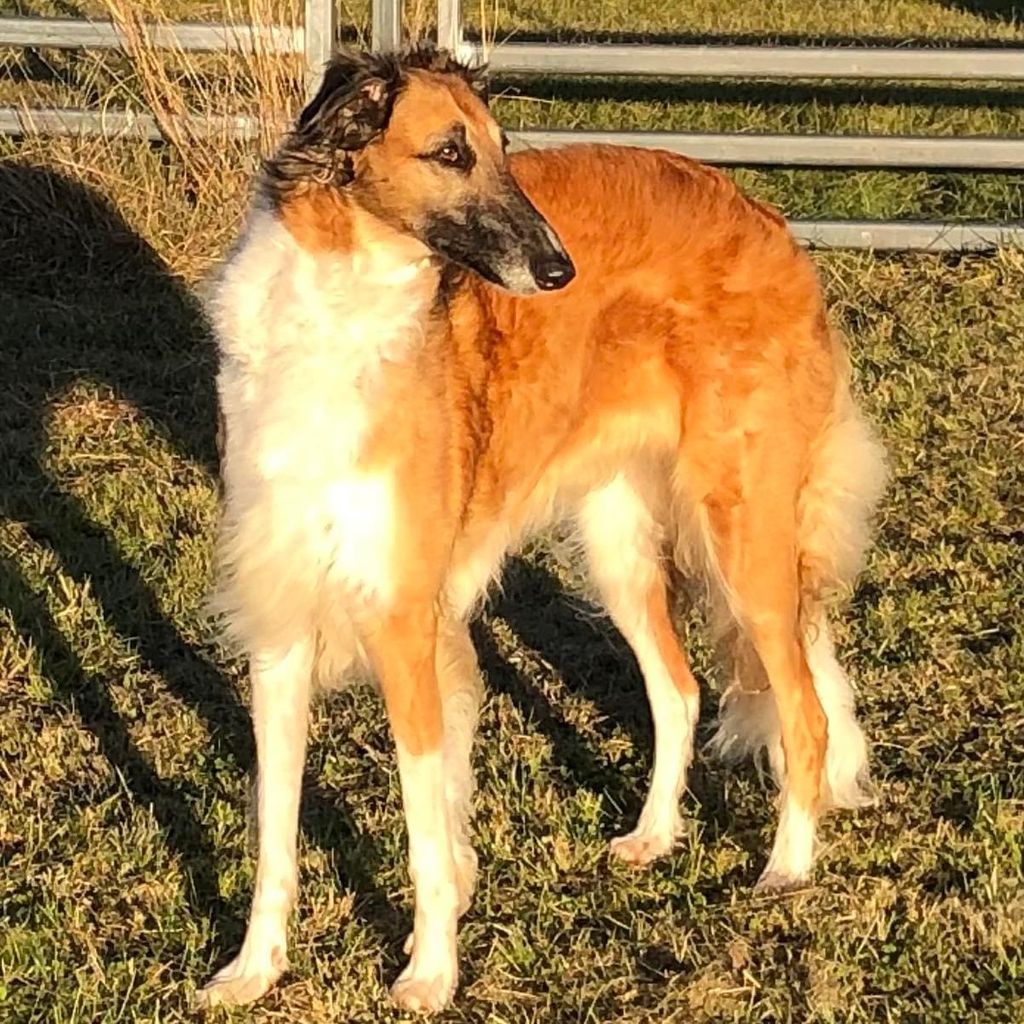 Borzoi - The Breed Archive