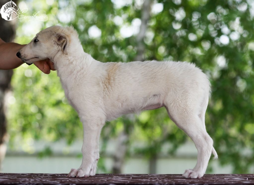 Borzoi - The Breed Archive