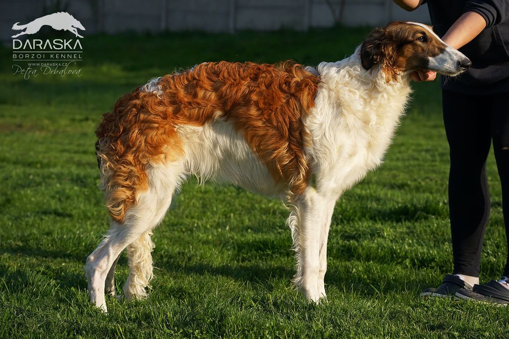 Borzoi - The Breed Archive