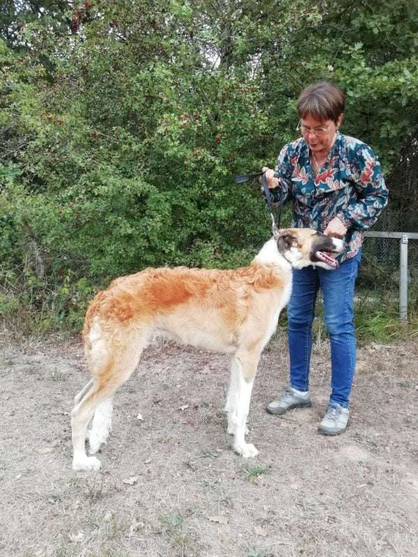 The Fall 2012 - Borzoi Club of America