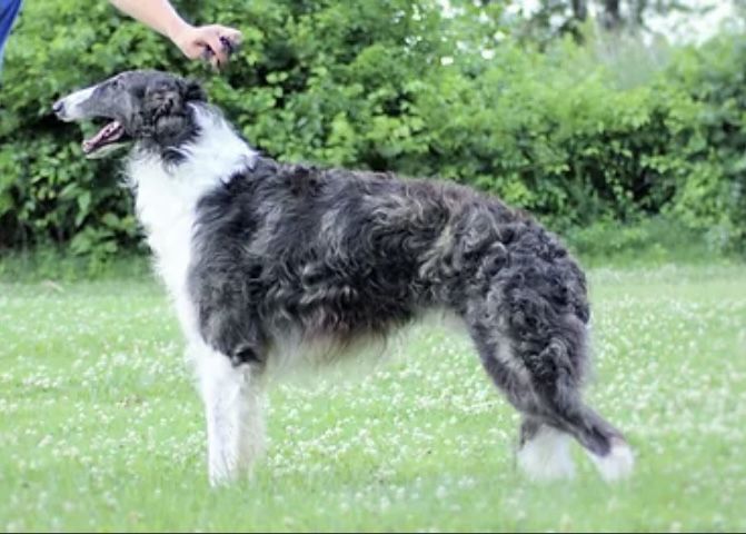 The Fall 2012 - Borzoi Club of America