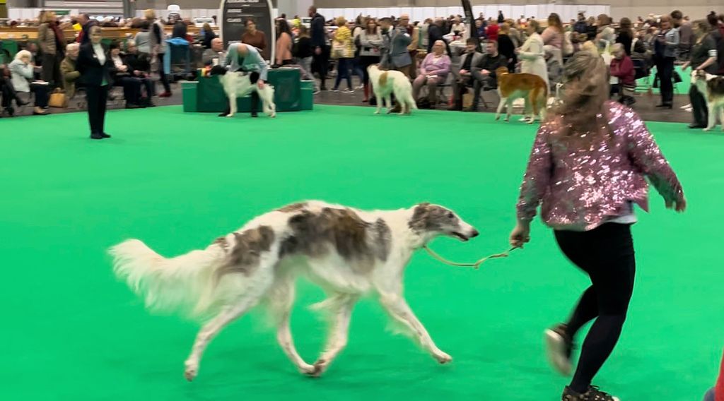 Borzoi - The Breed Archive