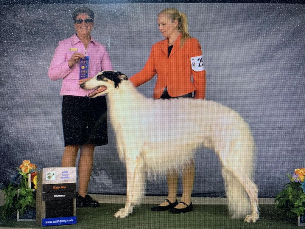Borzoi - The Breed Archive