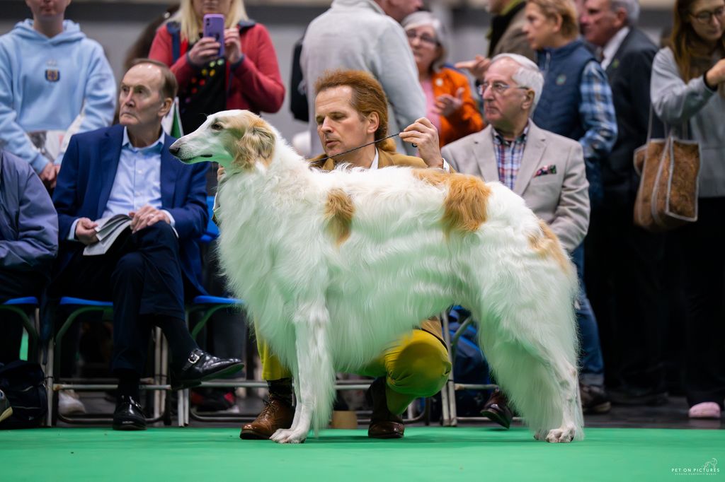 Borzoi - The Breed Archive