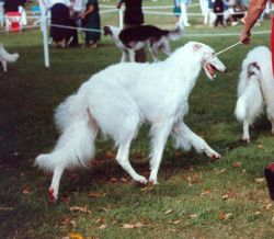 secret garden borzoi