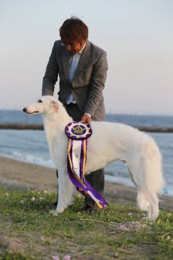 Majenkir borzoi store