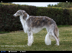 Sylvan borzoi store