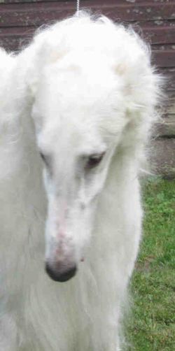 secret garden borzoi