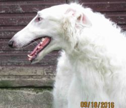 secret garden borzoi