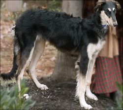 Ivanhoe borzoi clearance