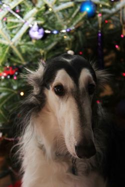 Secret garden borzoi fashion