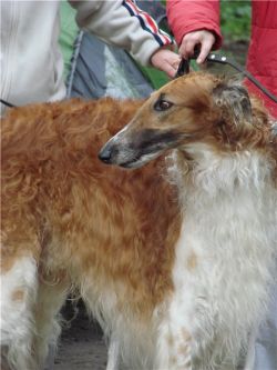 Borzoi The Breed Archive