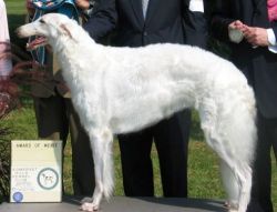 Majenkir borzoi store