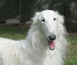 secret garden borzoi