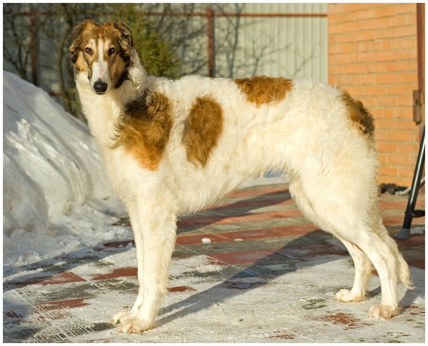 Borzoi The Breed Archive