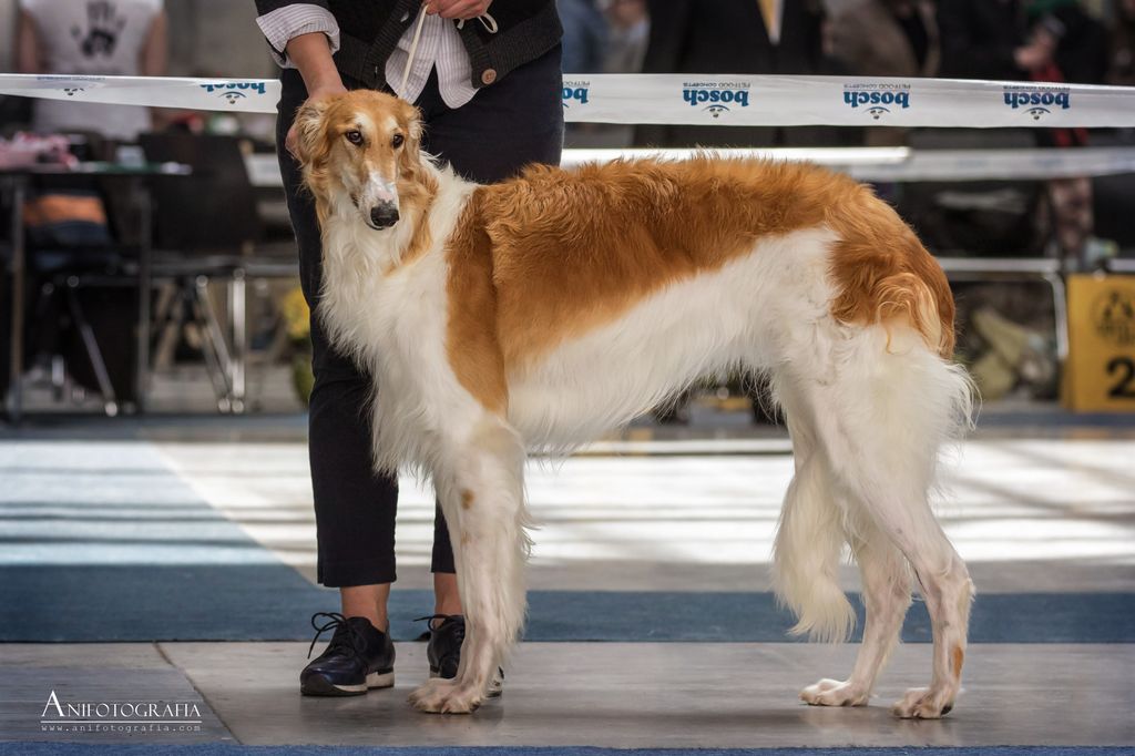 Borzoi - The Breed Archive