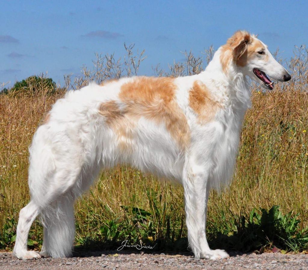 Borzoi - The Breed Archive