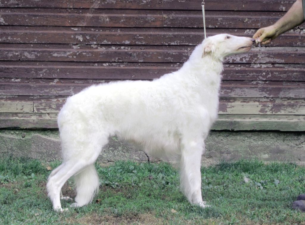 secret garden borzoi