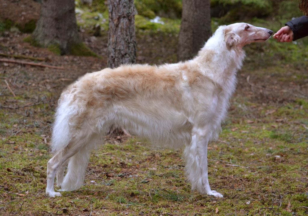 are borzoi dangerous