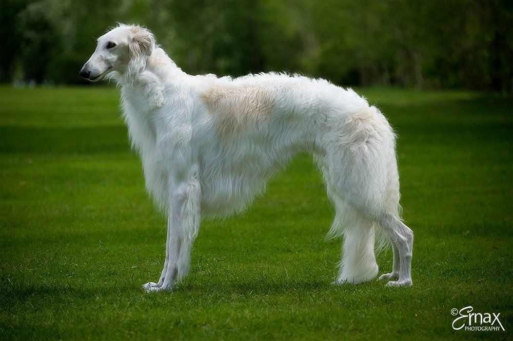 Borzoi - The Breed Archive