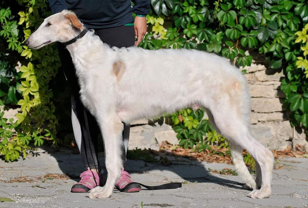 Borzoi - The Breed Archive