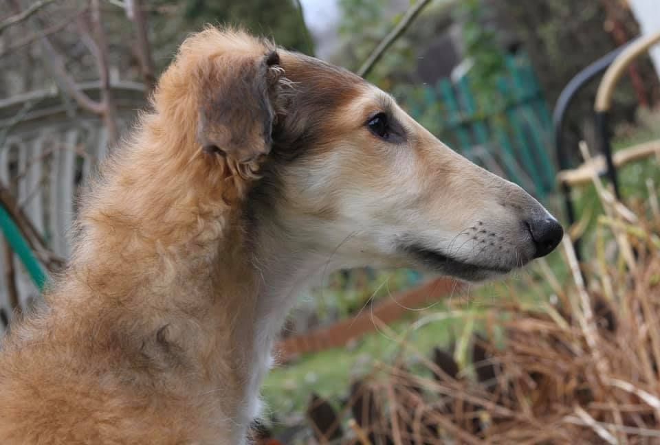 Borzoi - The Breed Archive