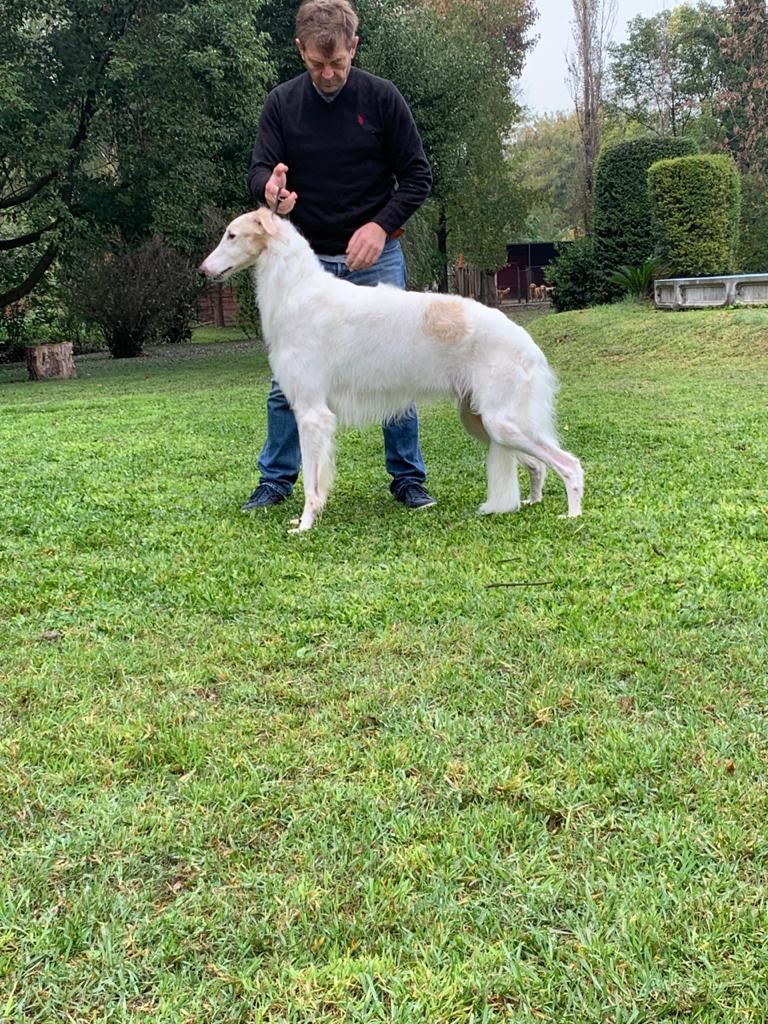 Majenkir borzoi hot sale