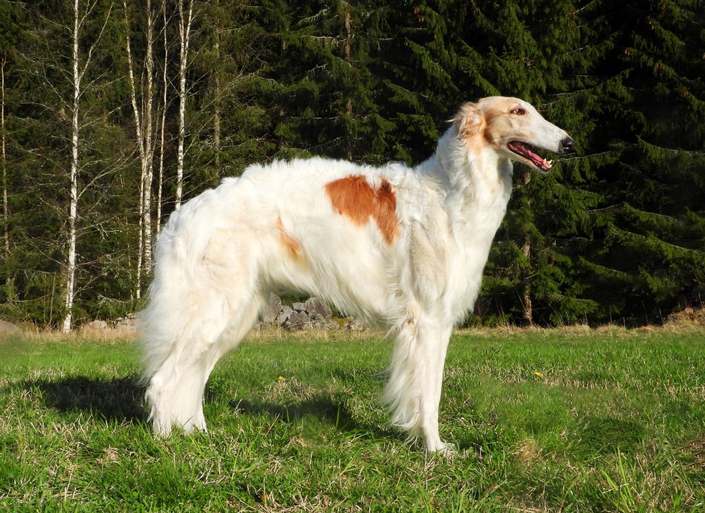 Borzoi - The Breed Archive