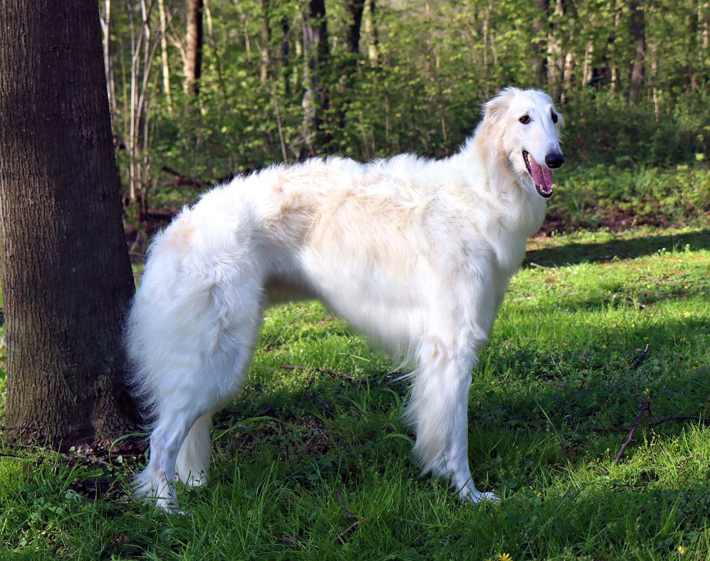 Borzoi - The Breed Archive