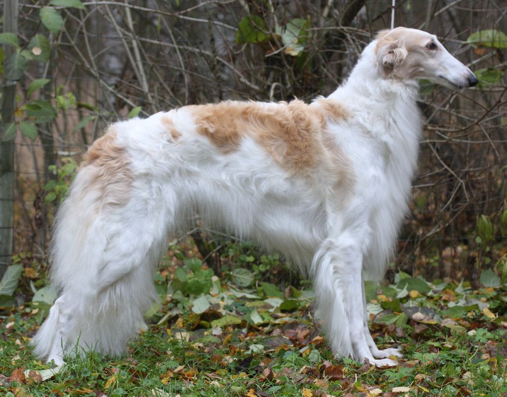 Borzoi - The Breed Archive