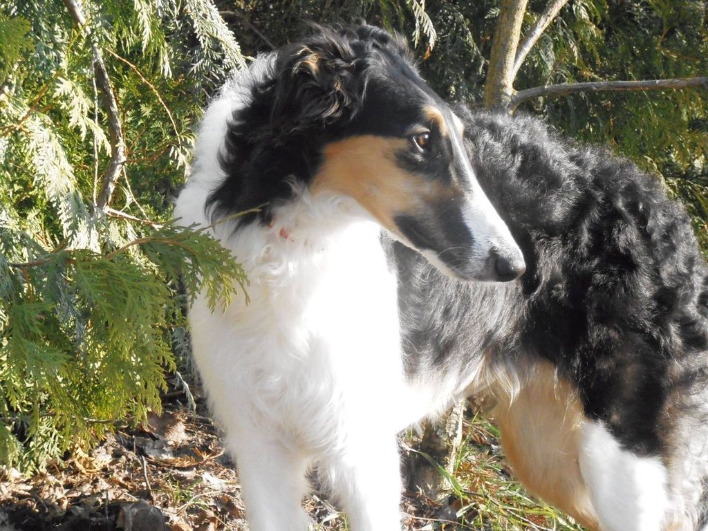 are collies mixed with borzois