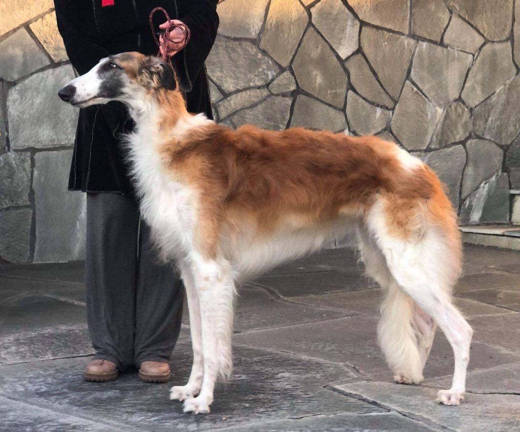 Borzoi The Breed Archive