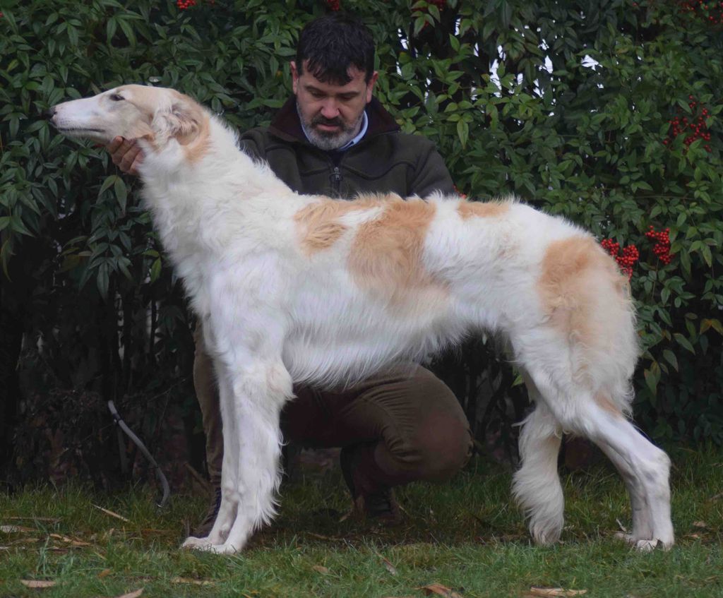 Borzoi The Breed Archive