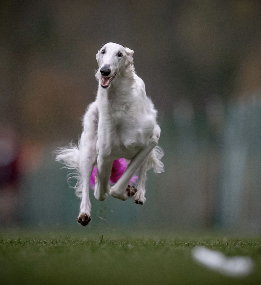 Borzoi - The Breed Archive