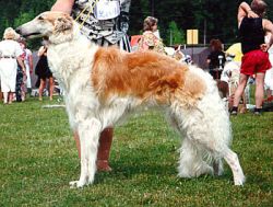 Profile picture of the animal