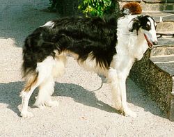 Profile picture of the animal