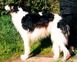 Profile picture of the animal