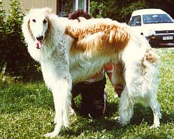 Profile picture of the animal