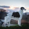 Profile picture of the animal