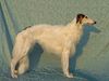 Profile picture of the animal