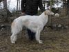 Profile picture of the animal