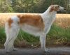 Profile picture of the animal